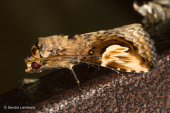 Pseudosphetta fissisigna