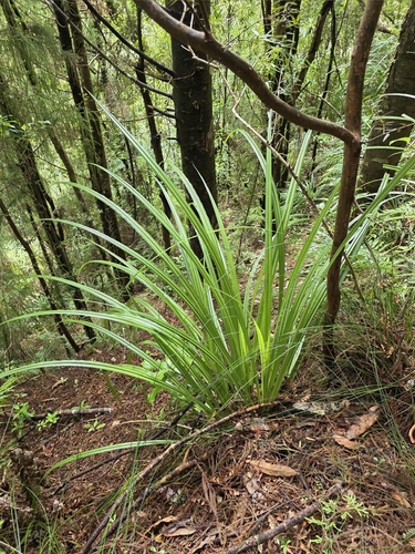 Kauri Grass (Astelia trinervia)