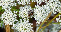 Nicentrus circumcinctus