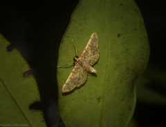 Conogethes haemactalis