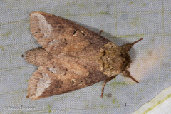 Epistauropus vinaceus