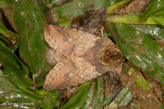 Epistauropus vinaceus