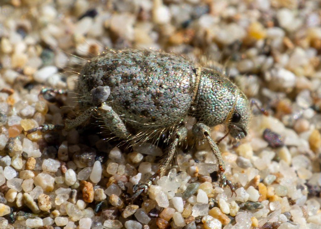 Miloderes panamintensis