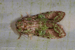Oxoia smaragdiplena