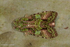 Oxoia smaragdiplena