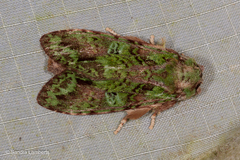 Oxoia smaragdiplena