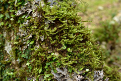 Meteoriaceae