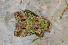 Oxoia smaragdiplena