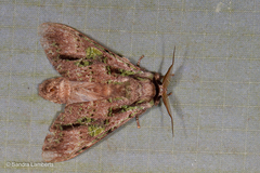 Oxoia viridipicta