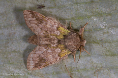 Syntypistis umbrosa