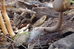 Psathyrella gracilis