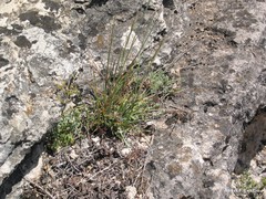 Centranthus calcitrapae