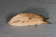 Saliocleta malayana
