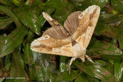 Saliocleta lativitta