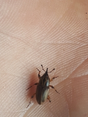 Sphenophorus brunnipennis