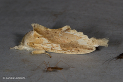 Saliocleta lativitta