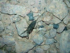 Animalia