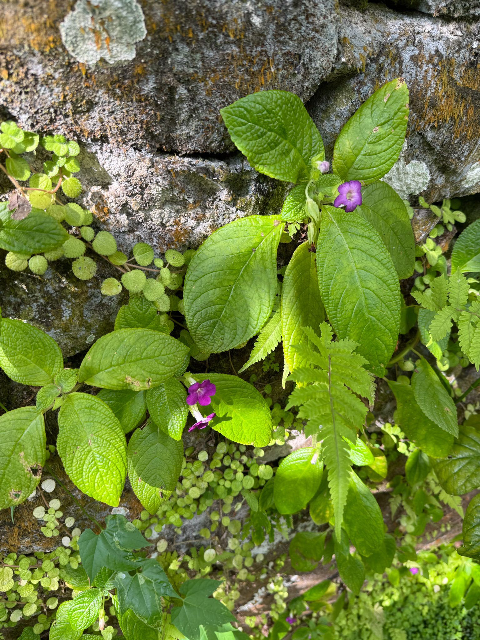 Chrysothemis Melittifolia (Chrysothemis melittifolia)