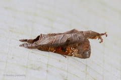 Clostera bramah