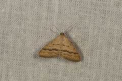 Scopula lydia