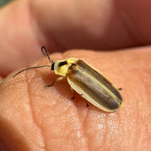 Photinus vanderberghi