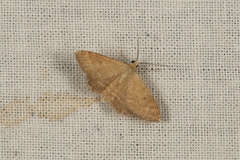 Scopula lydia