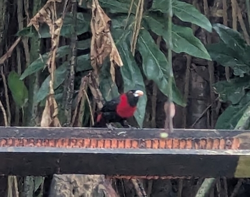 Crimson-collared Tanager (Ramphocelus sanguinolentus), photo 5