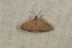 Scopula lydia