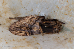 Semidonta nigribasis