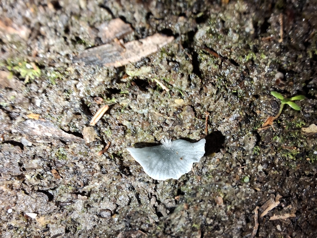 Arrhenia chlorocyanea · February 2026 · photo: © tassietravelsblog (iNaturalist, cc0)