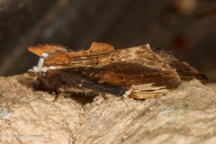 Allodonta austrocollaris