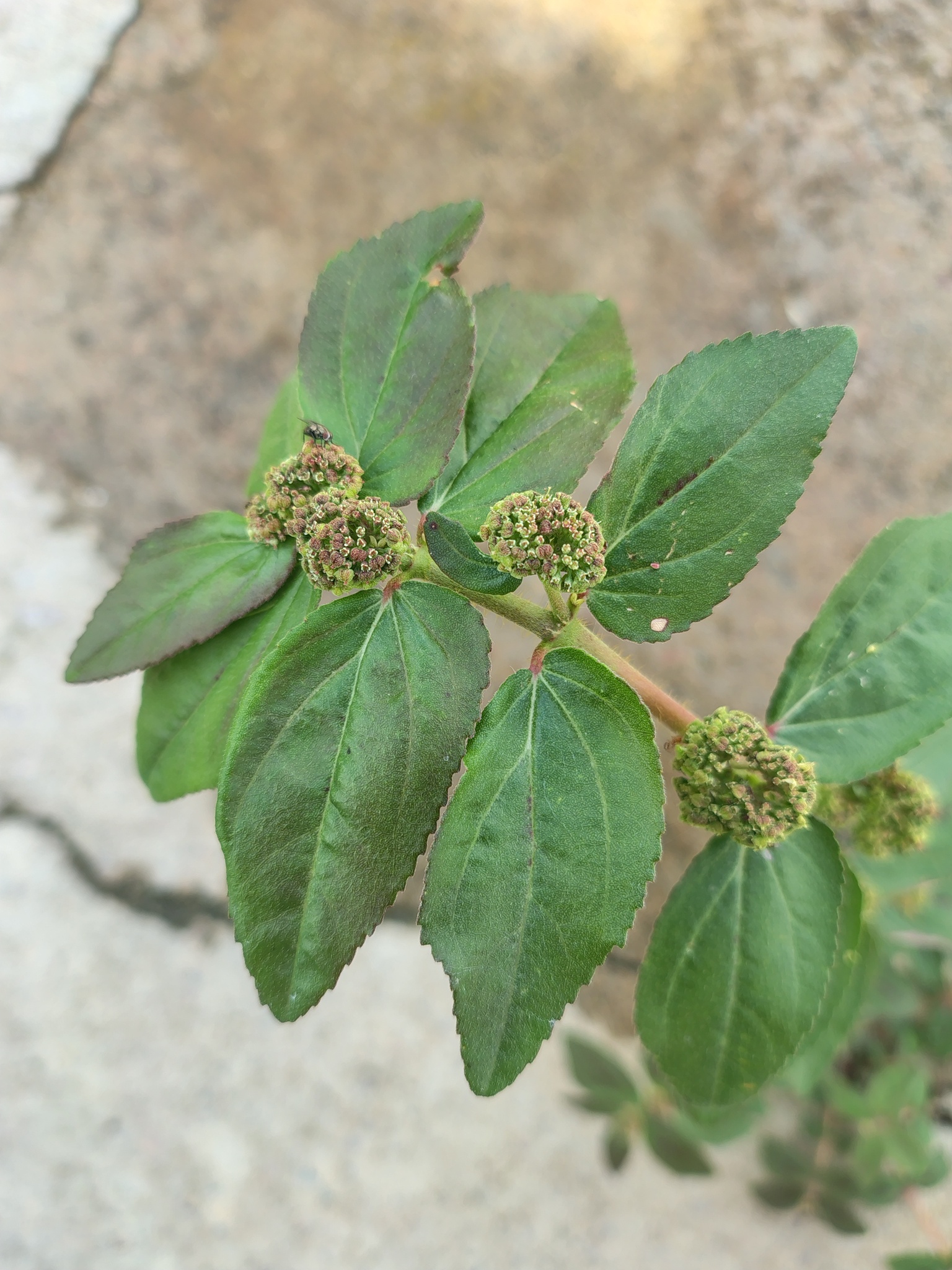 Euphorbia hirta