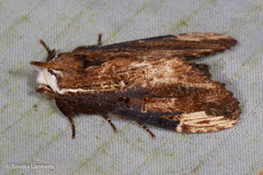 Hexafrenum austrocollaris