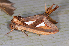 Tarsolepis remicauda