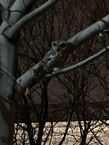 Megascops kennicottii observed by jadewnels