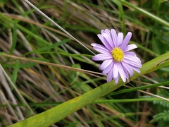 Brachyscome graminea