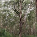 Eucalyptus pilularis - Photo (c) Will Cornwell,  זכויות יוצרים חלקיות (CC BY), הועלה על ידי Will Cornwell