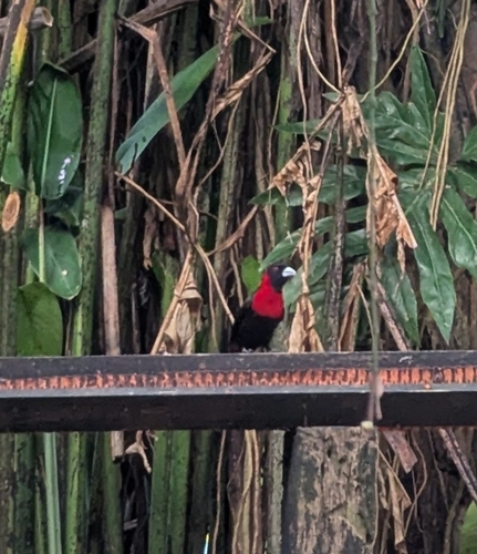 Crimson-collared Tanager (Ramphocelus sanguinolentus), photo 7