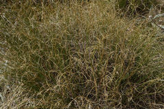 Chionochloa crassiuscula