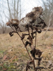 Pentanema britannica
