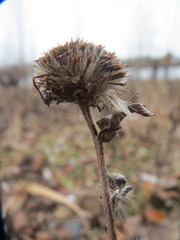 Pentanema britannica