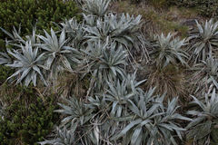 Celmisia semicordata stricta