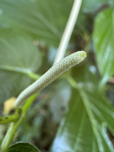 Piper dilatatum, photograph 3