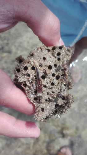 Honeycomb Worm, France, photo 8 of 10