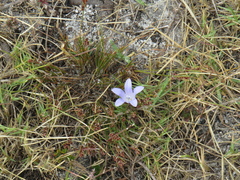 Roella prostrata