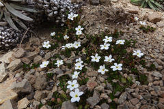 Lobelia glaberrima