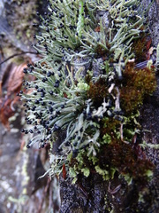 Pilophorus acicularis