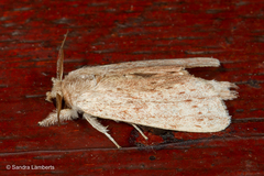 Saliocleta