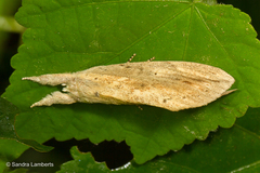 Saliocleta
