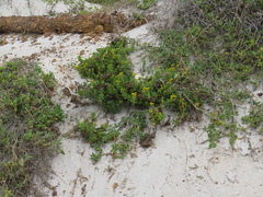 Oncosiphon sabulosus